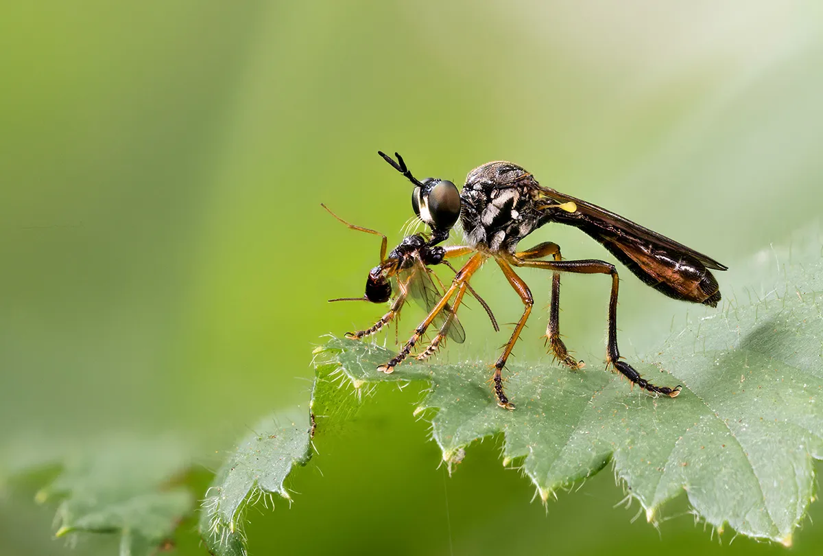 Flies 21