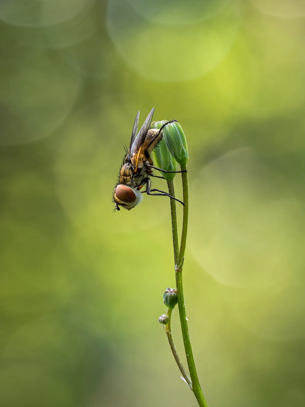 Flies 23