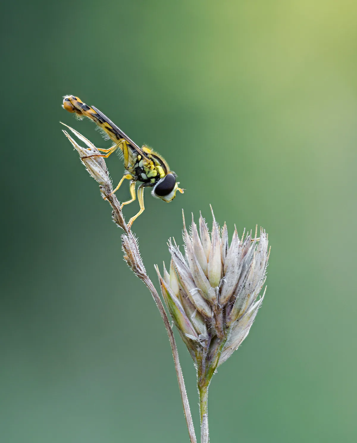 Flies 24