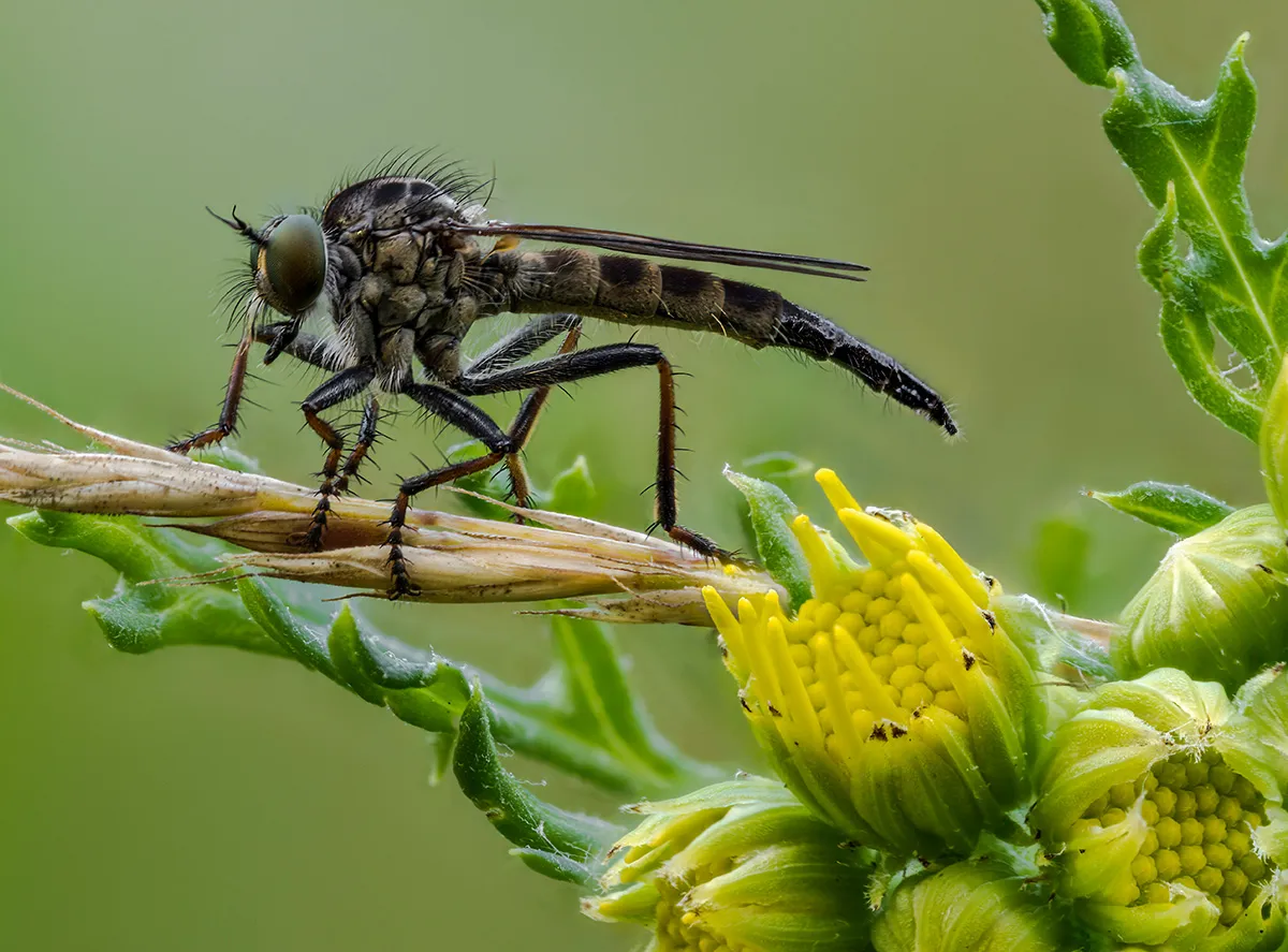 Flies 25