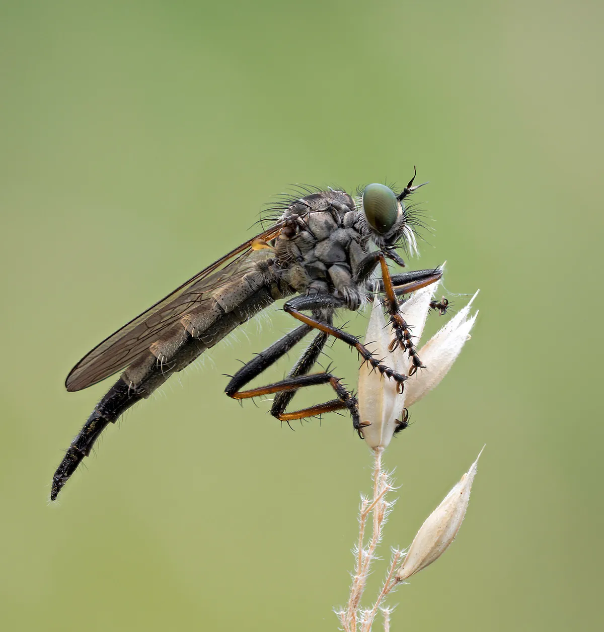 Flies 26