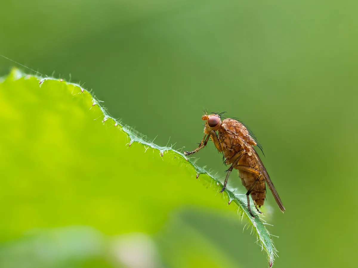 Flies 27