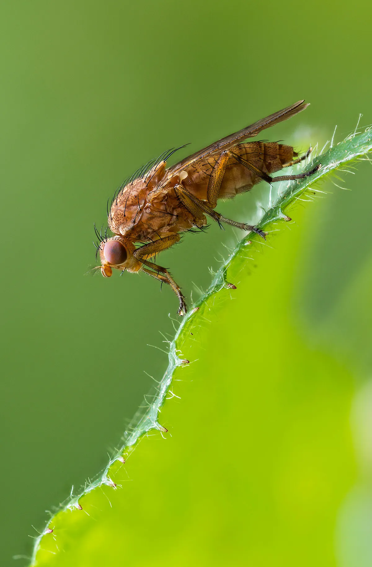 Flies 28