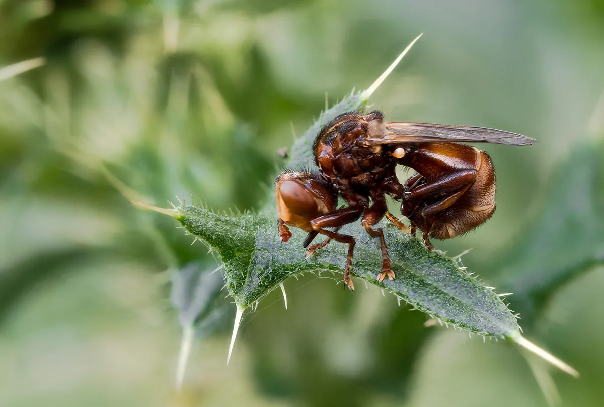 Flies 29