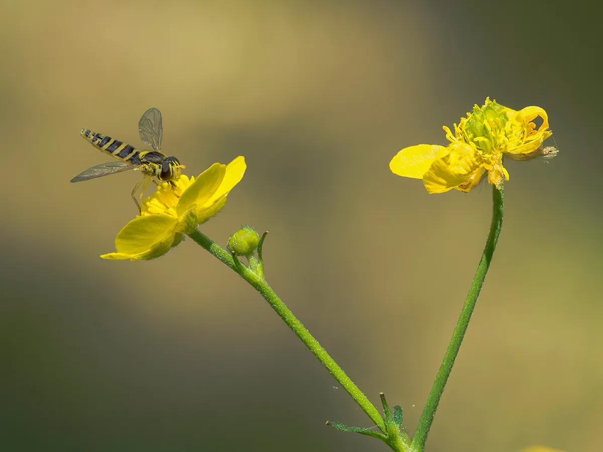 Flies 31