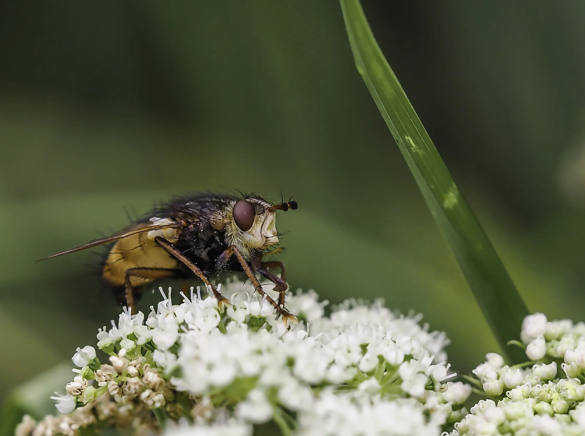 Flies 33