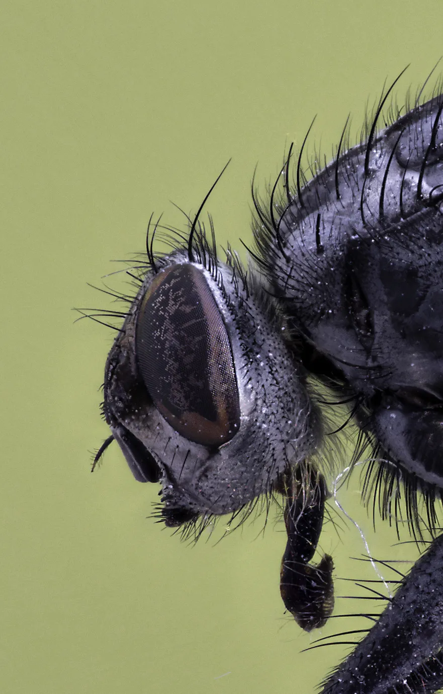 Flies 34