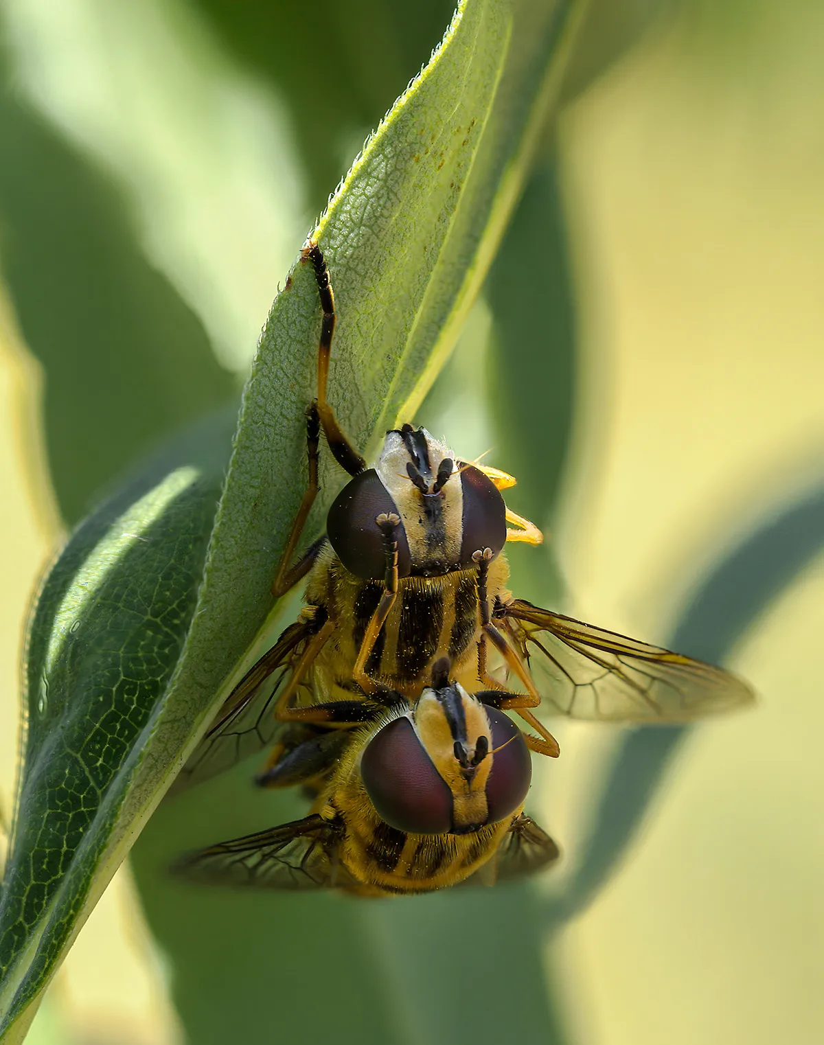 Flies 36