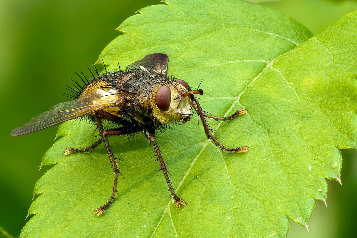 Flies 38
