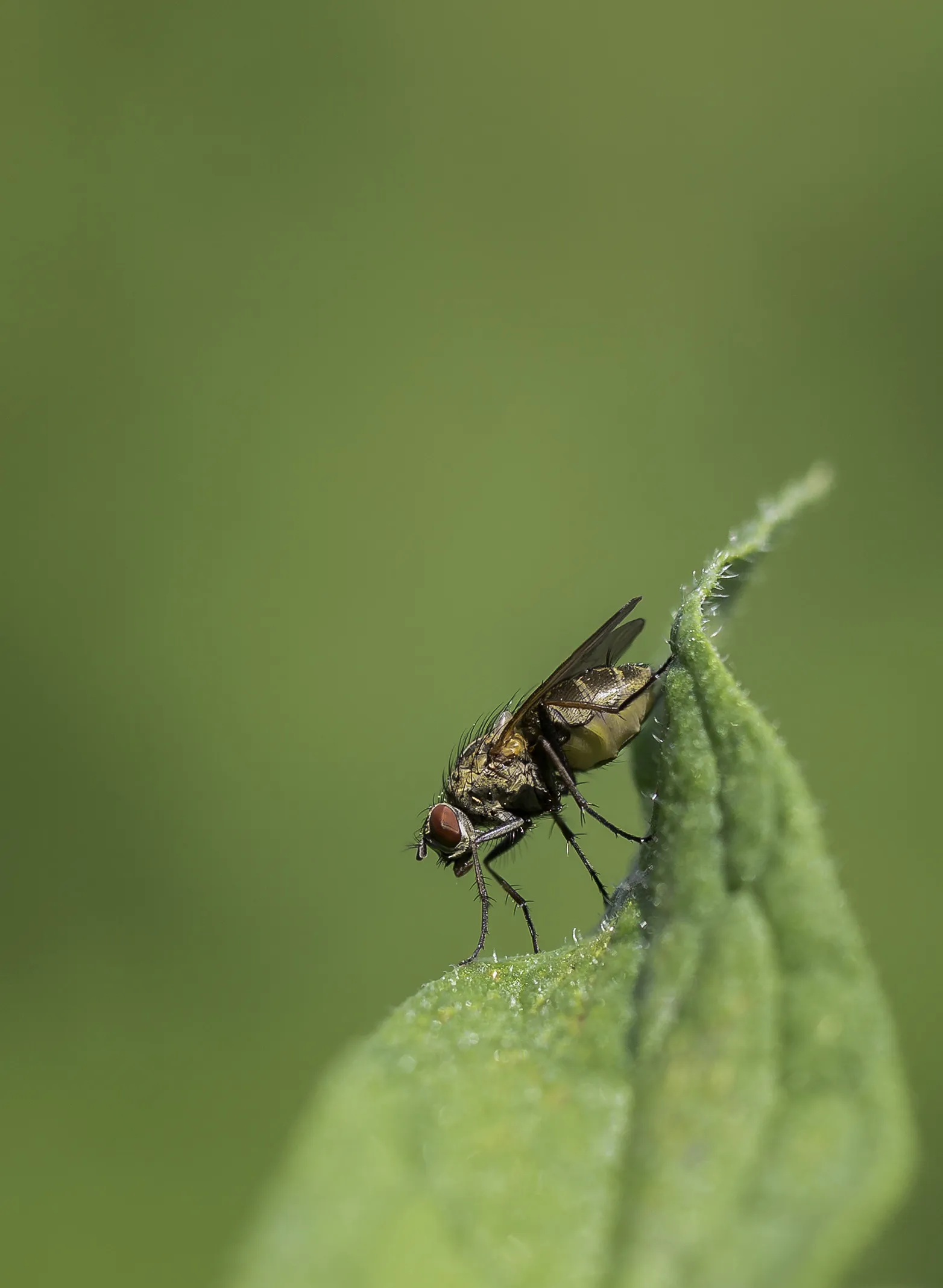 Flies 4