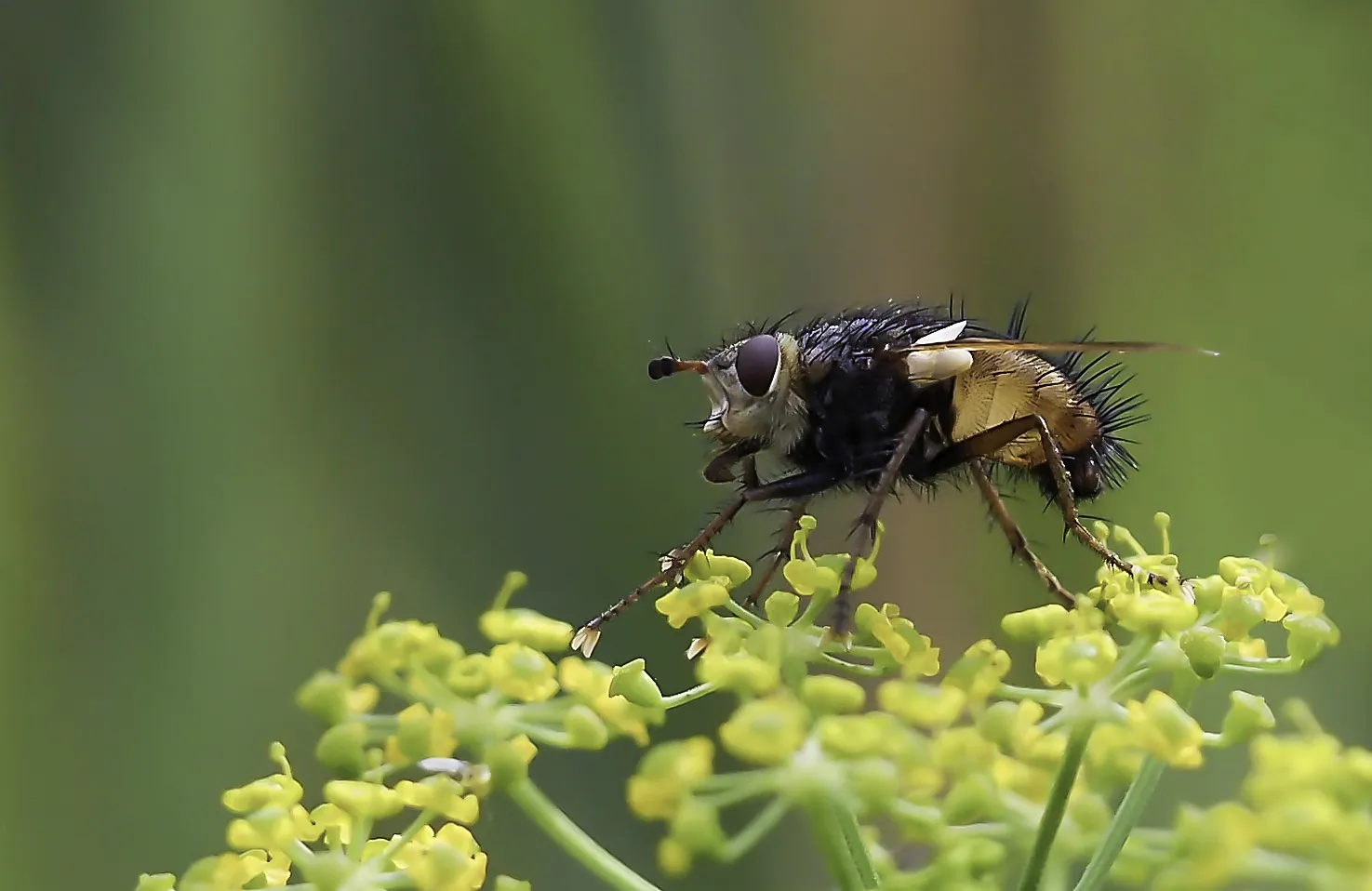 Flies 42