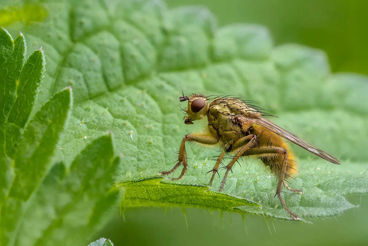Flies 44