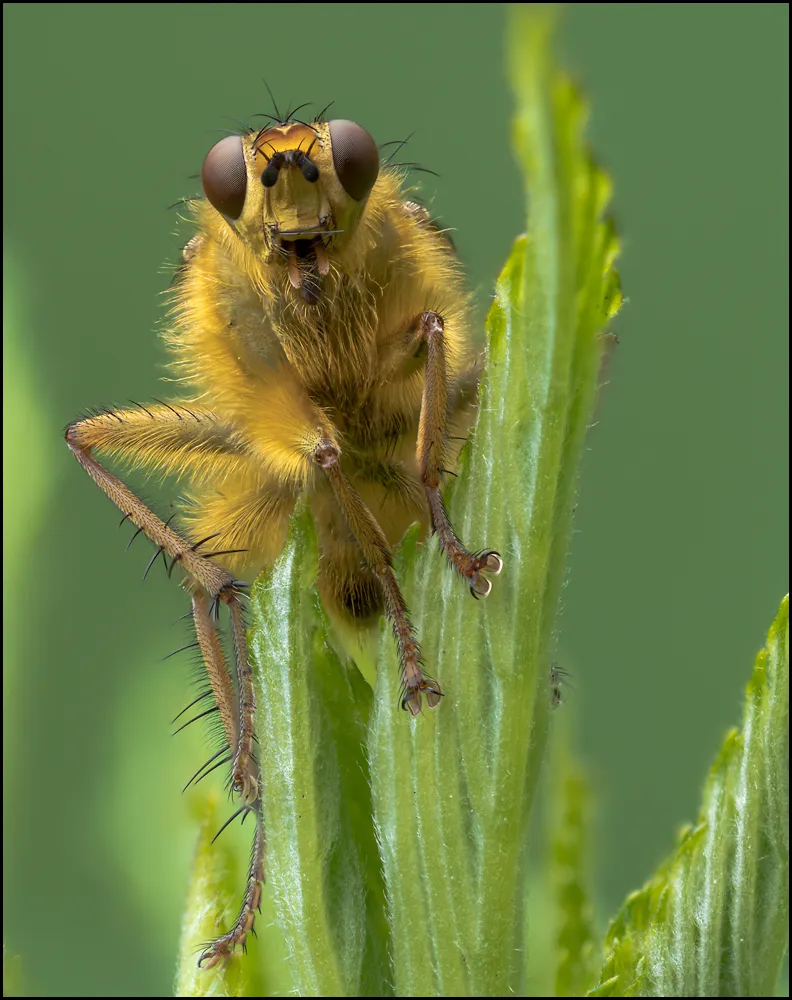Flies 47