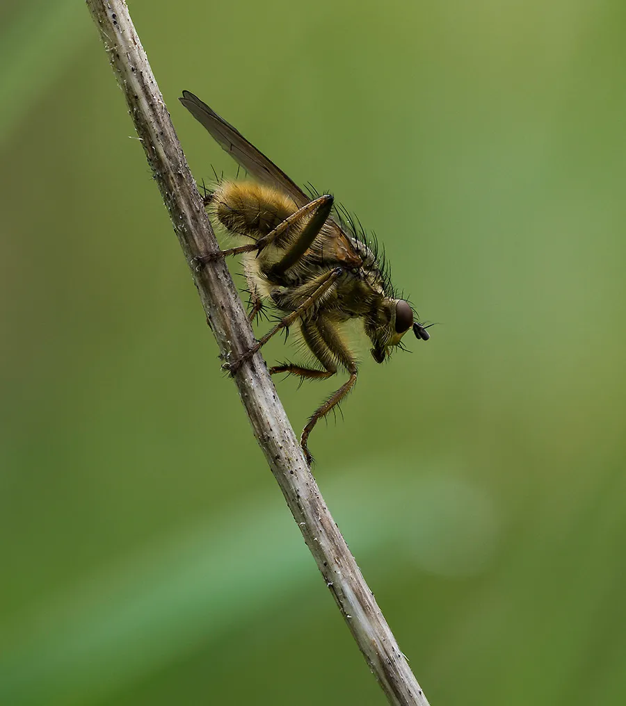 Flies 48