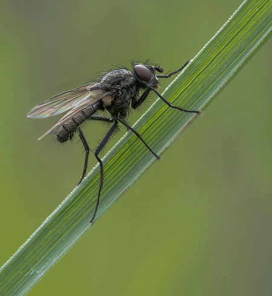 Flies 49