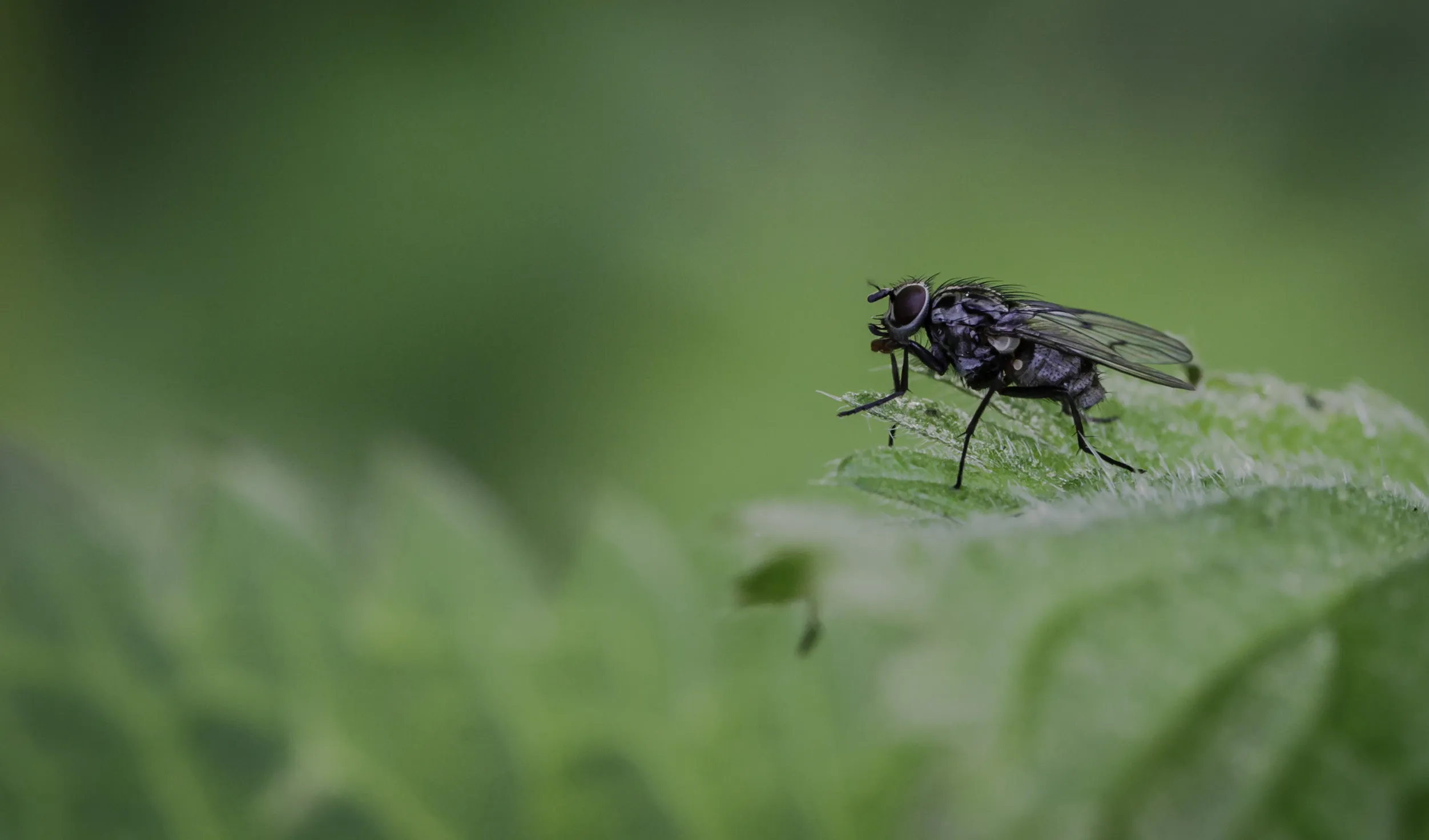 Flies 5