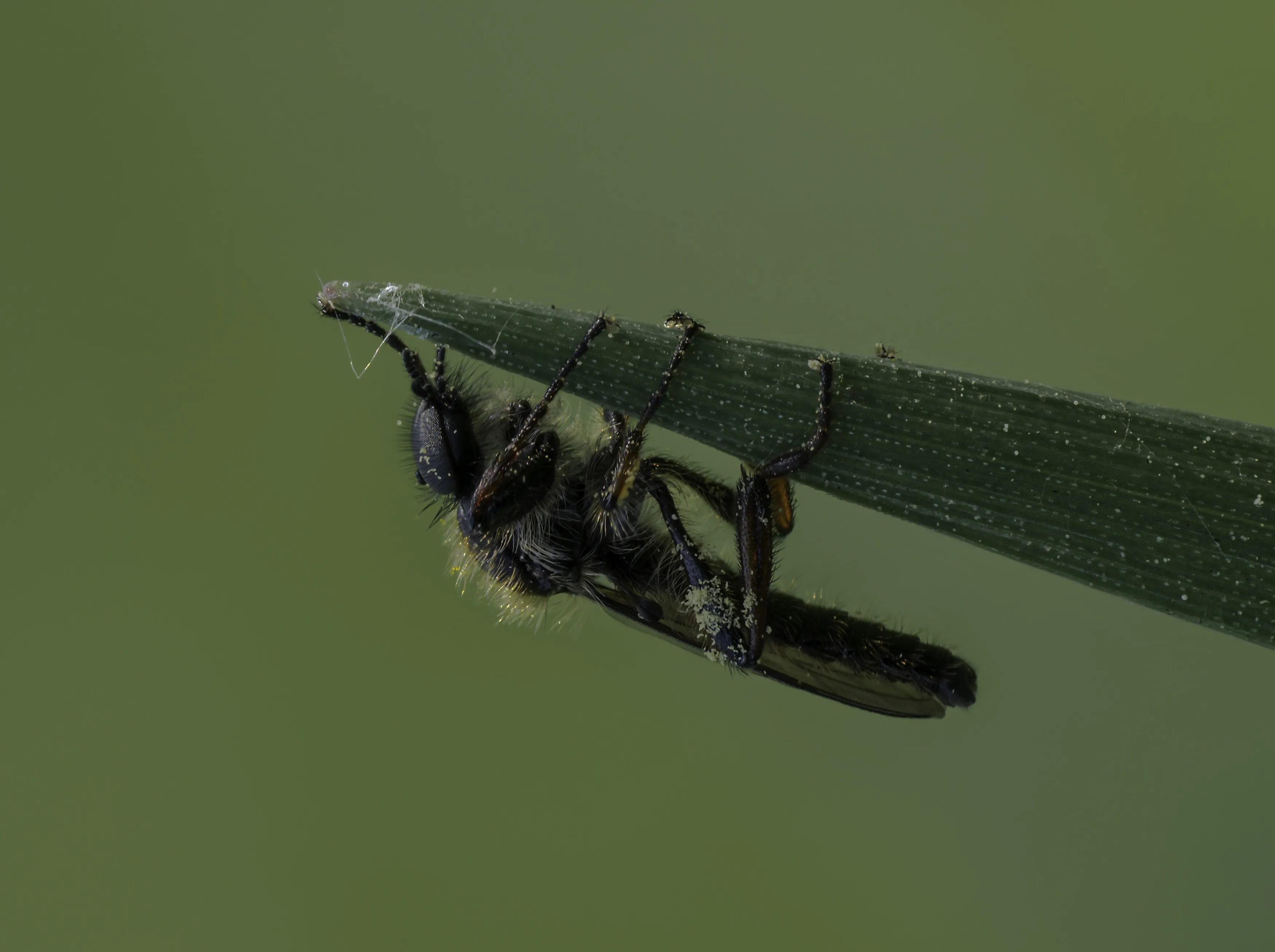 Flies 51