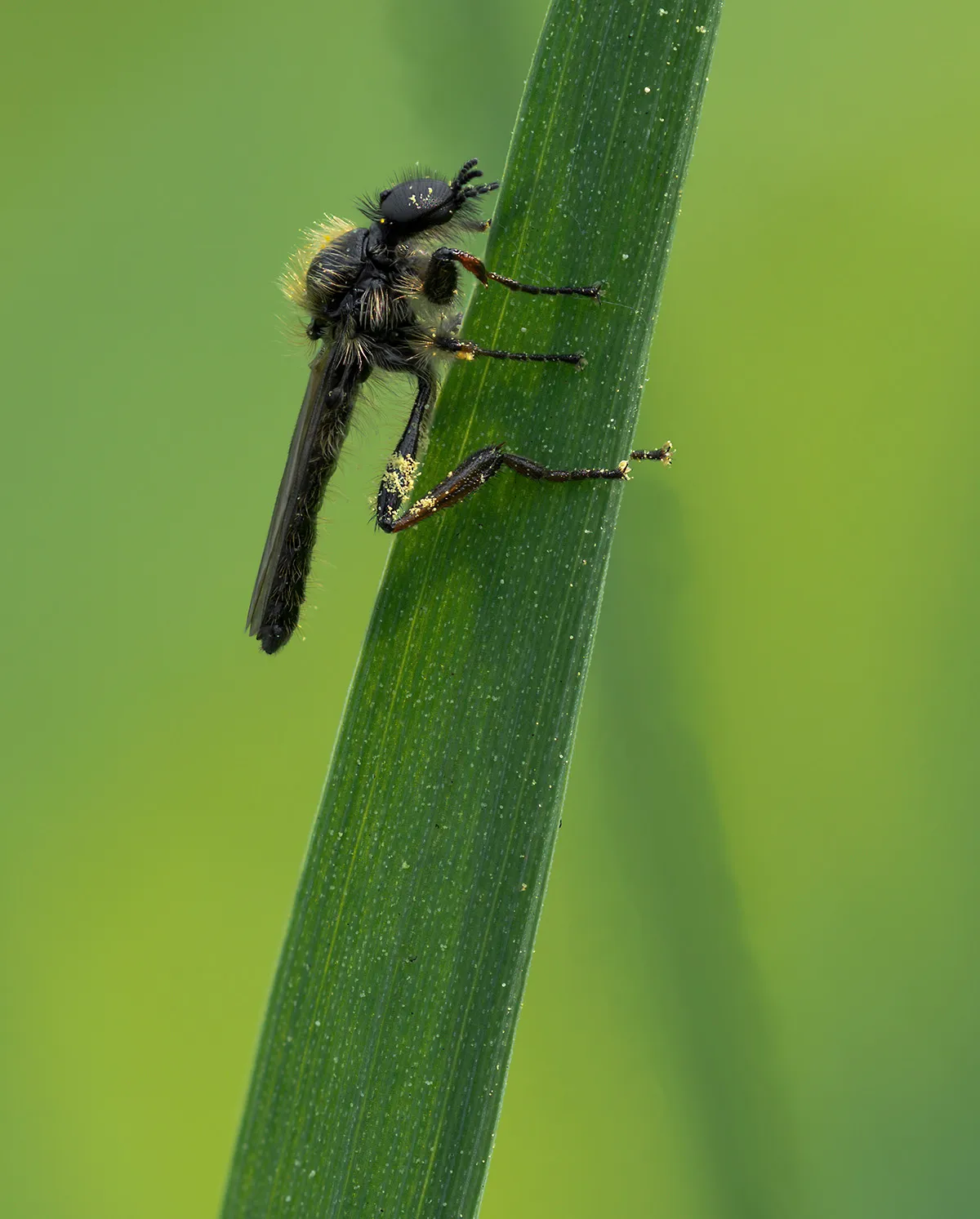 Flies 52