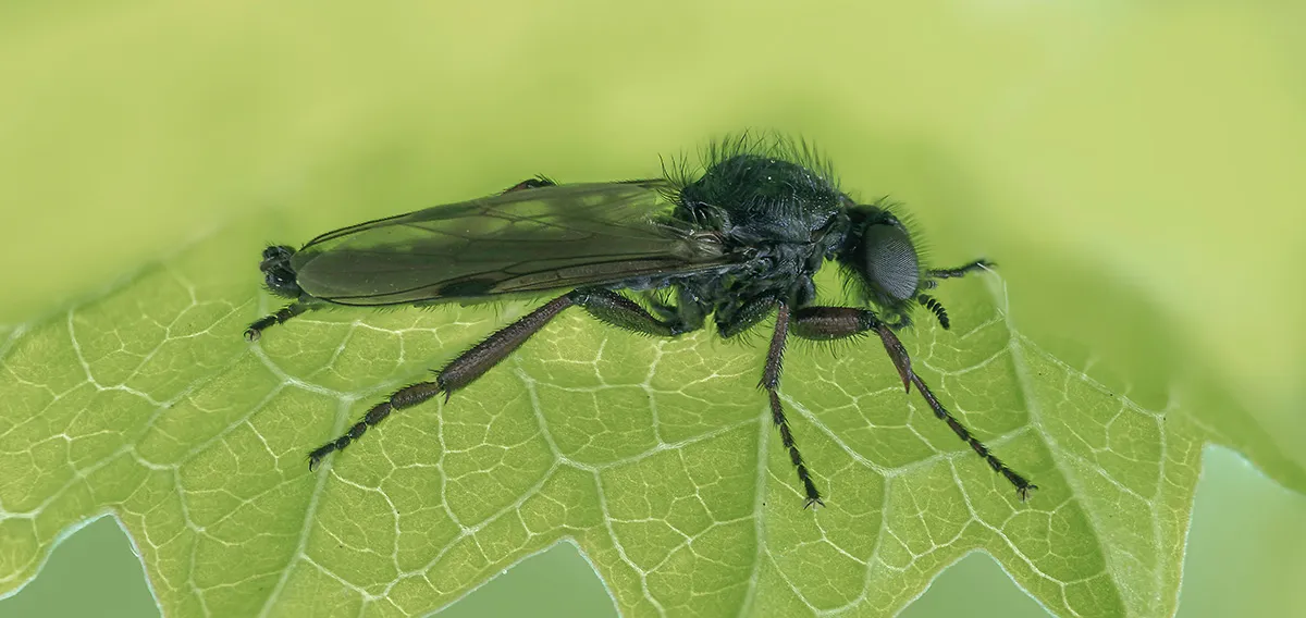 Flies 54