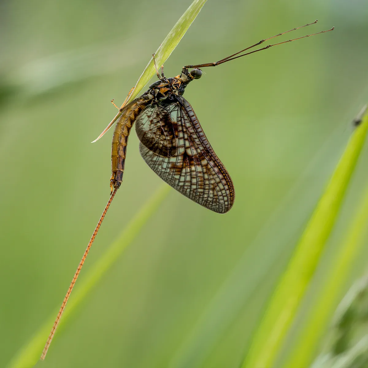Flies 56
