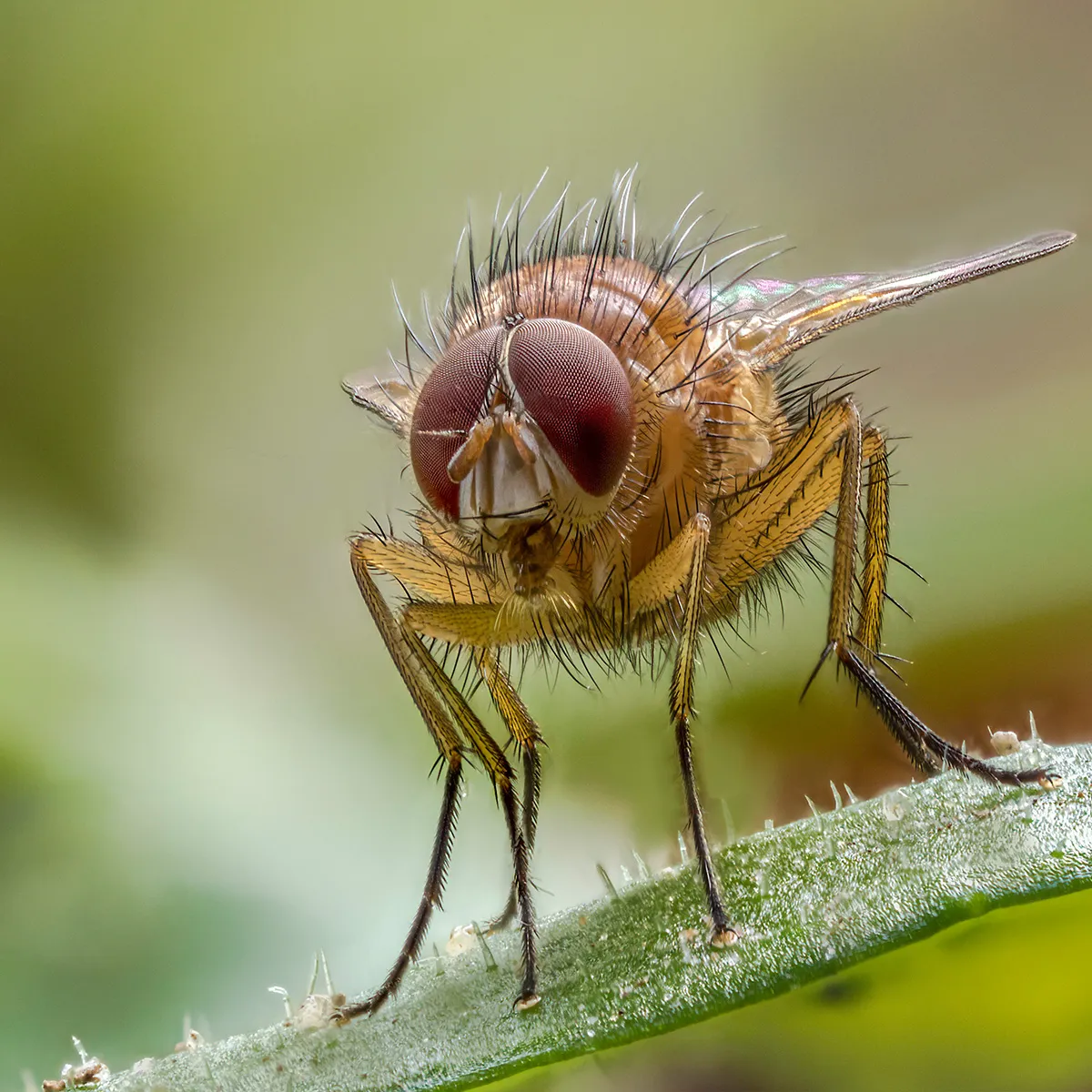Flies 57