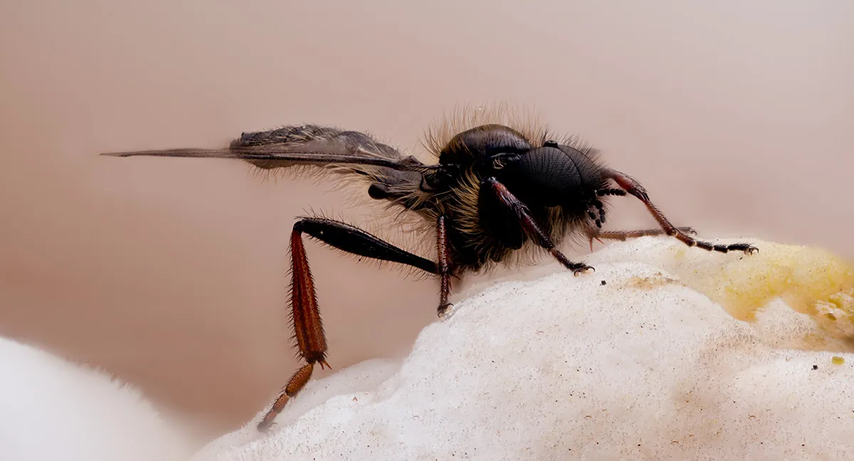 Flies 60