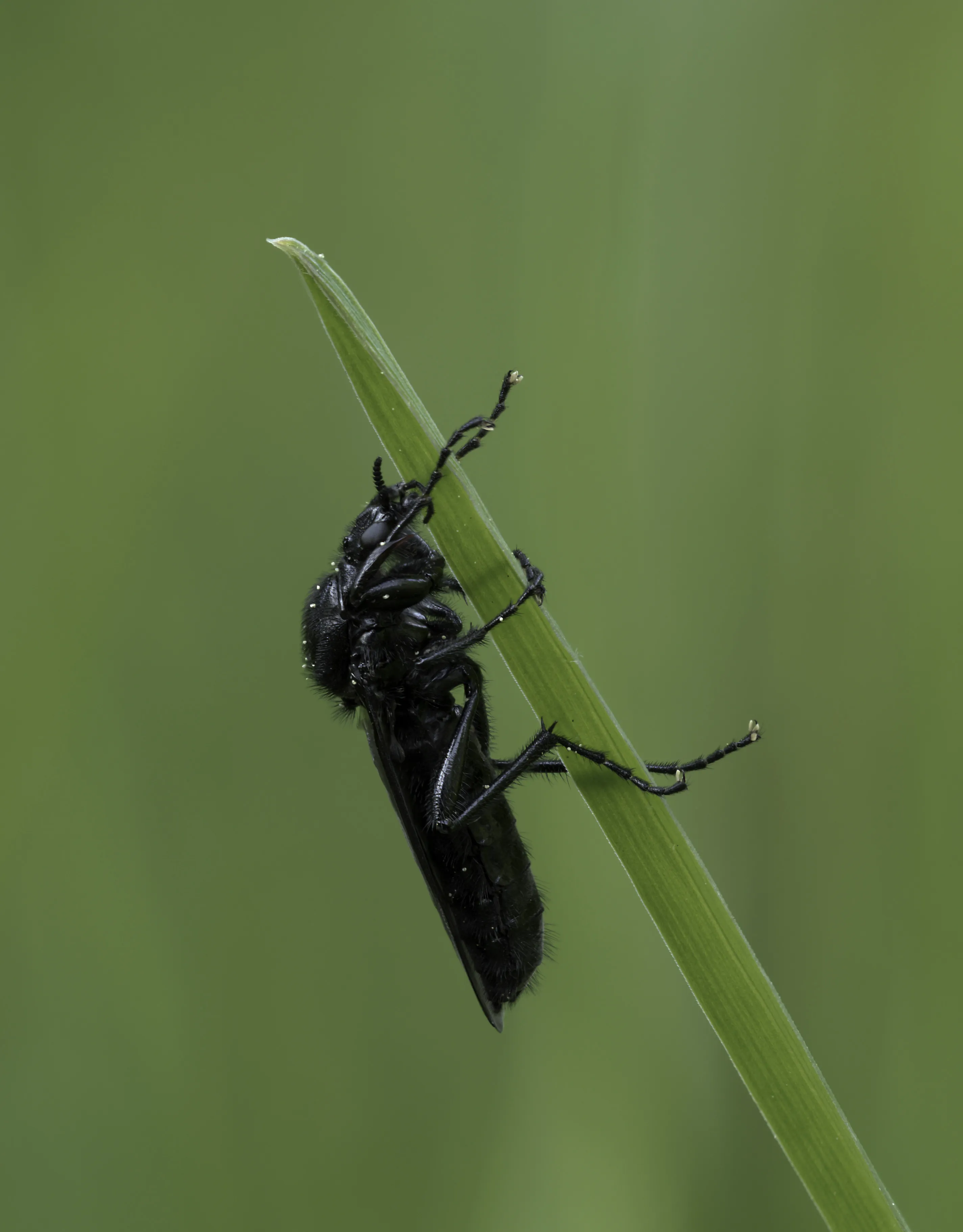 Flies 8