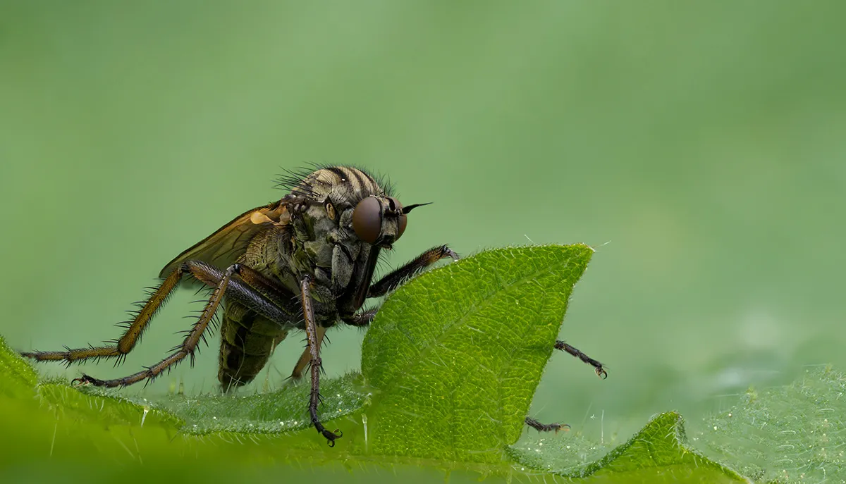 Flies 9