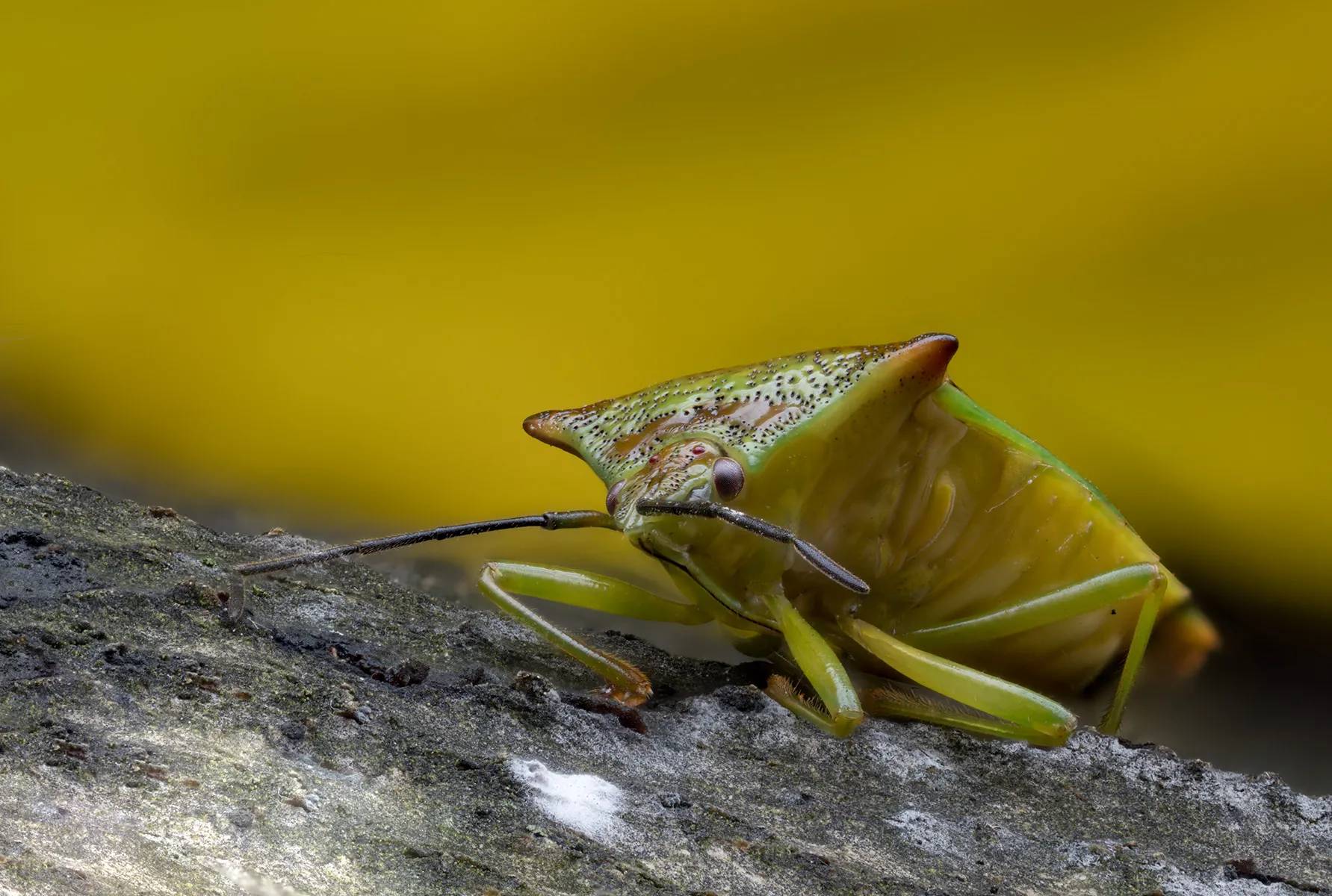 Other Insects Or Creatures 1