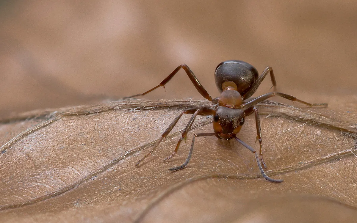 Other Insects Or Creatures 10
