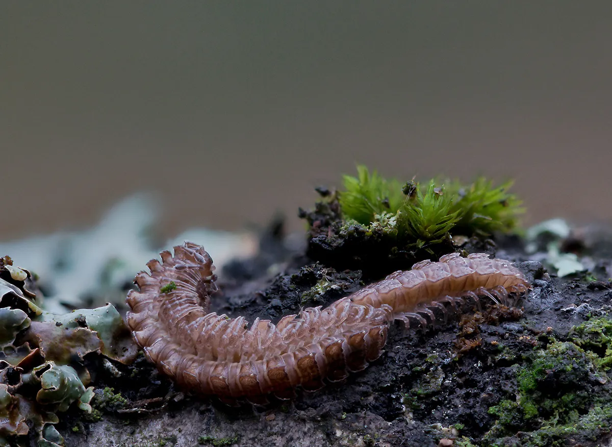Other Insects Or Creatures 14