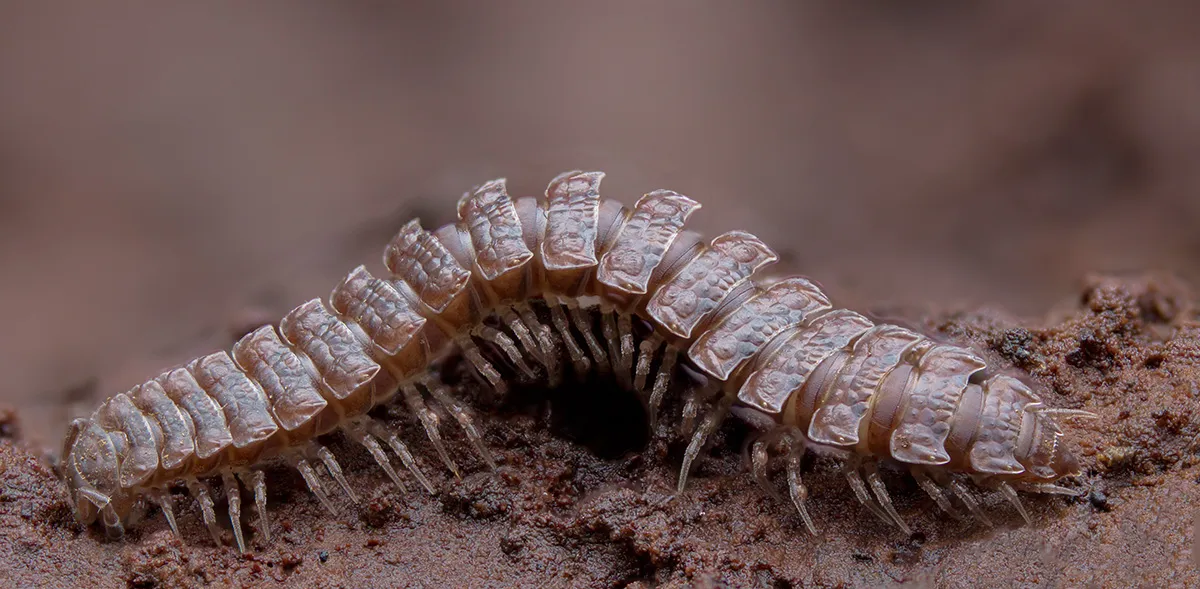 Other Insects Or Creatures 16