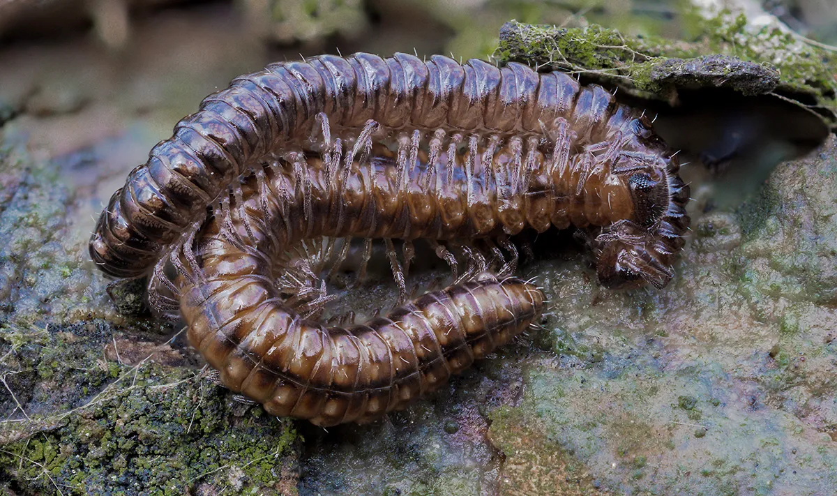 Other Insects Or Creatures 17