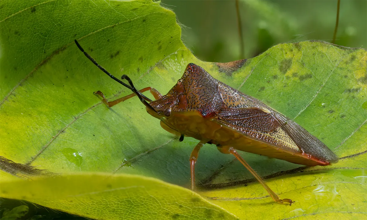 Other Insects Or Creatures 19