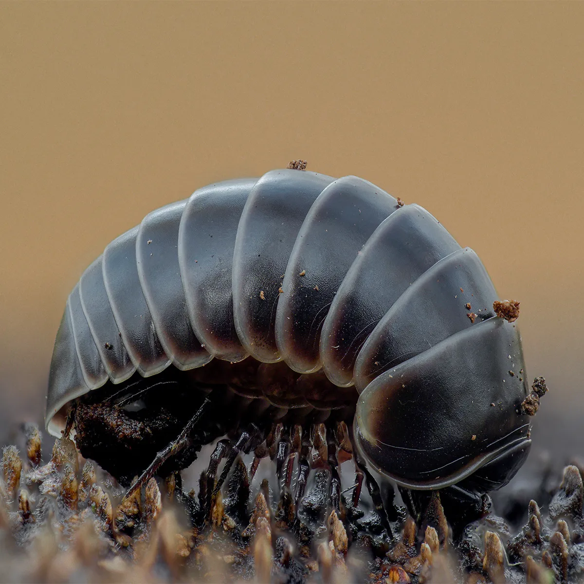 Other Insects Or Creatures 2