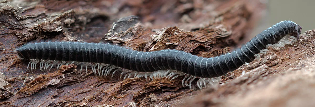Other Insects Or Creatures 22