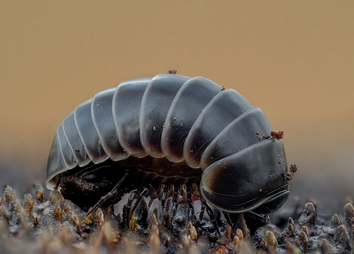Other Insects Or Creatures 24