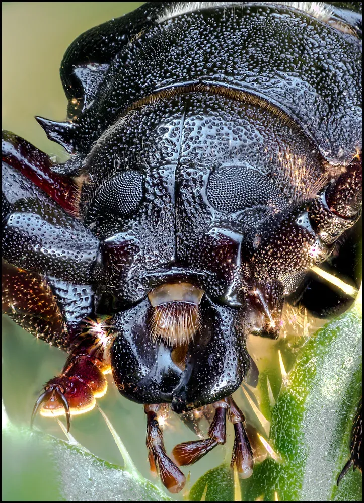 Other Insects Or Creatures 31