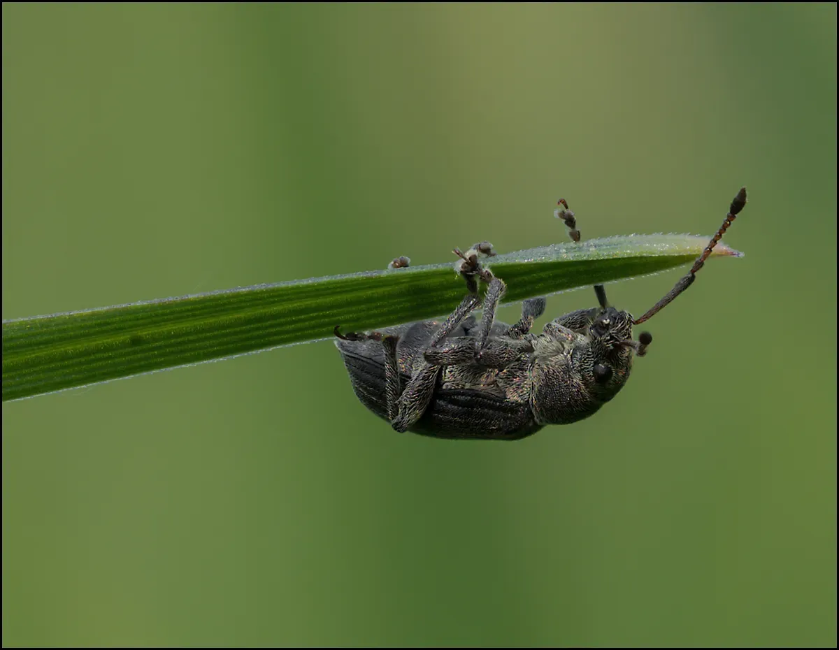 Other Insects Or Creatures 35