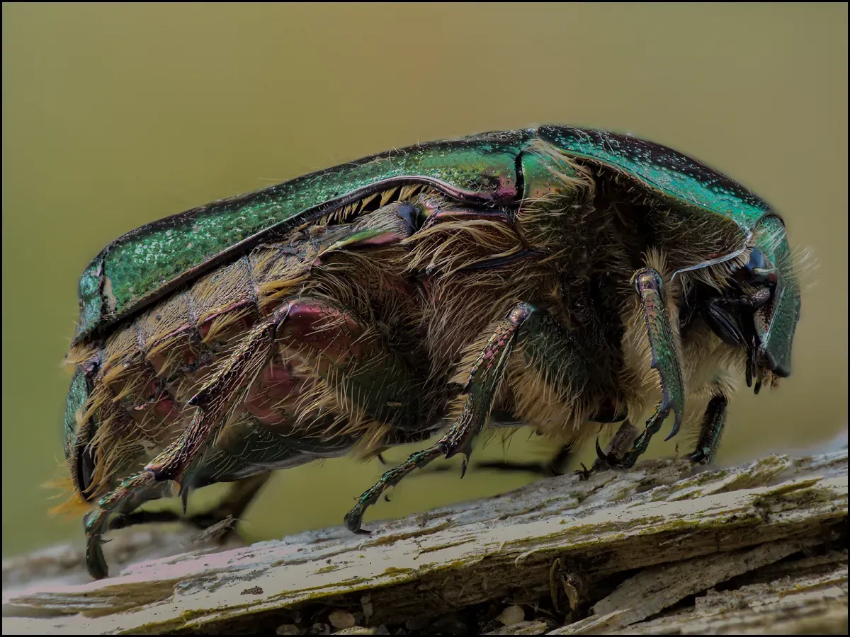 Other Insects Or Creatures 39