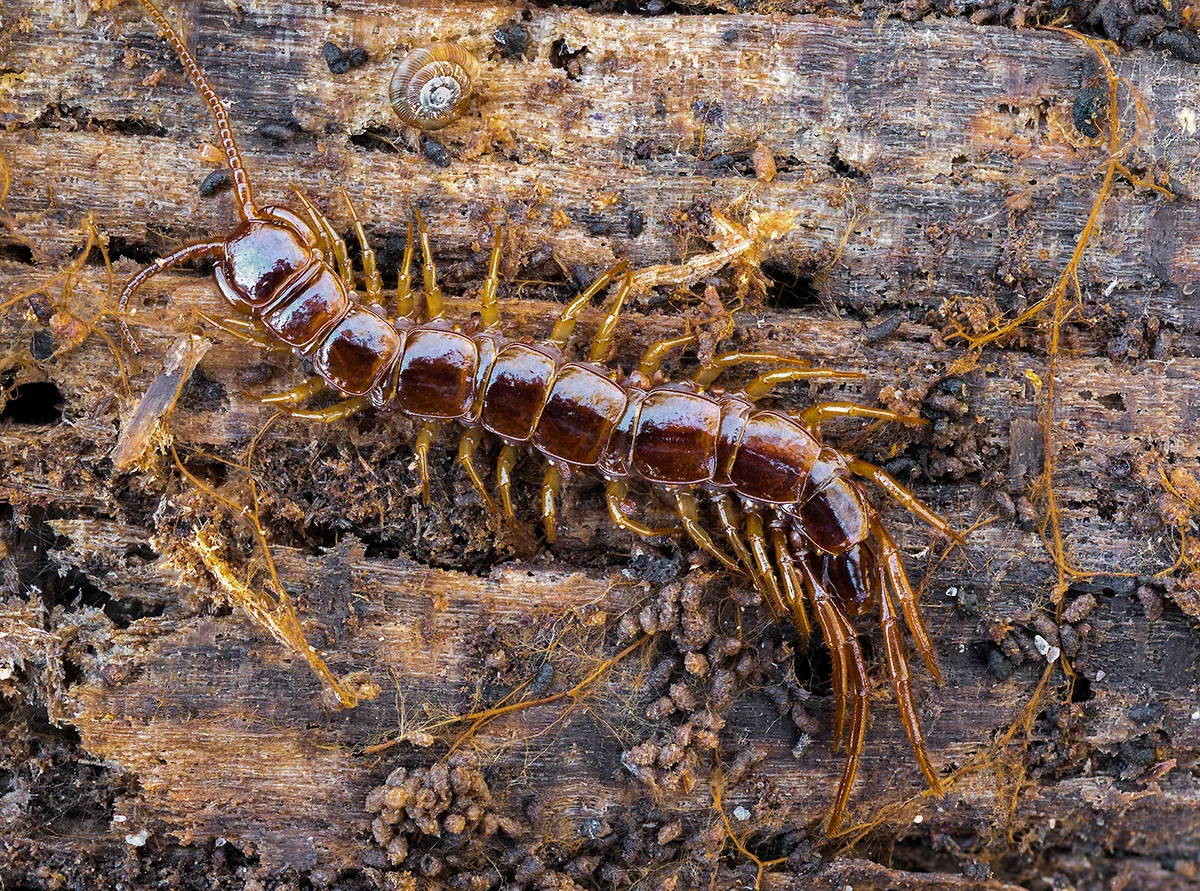 Other Insects Or Creatures 4