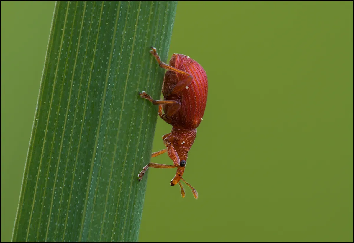 Other Insects Or Creatures 40