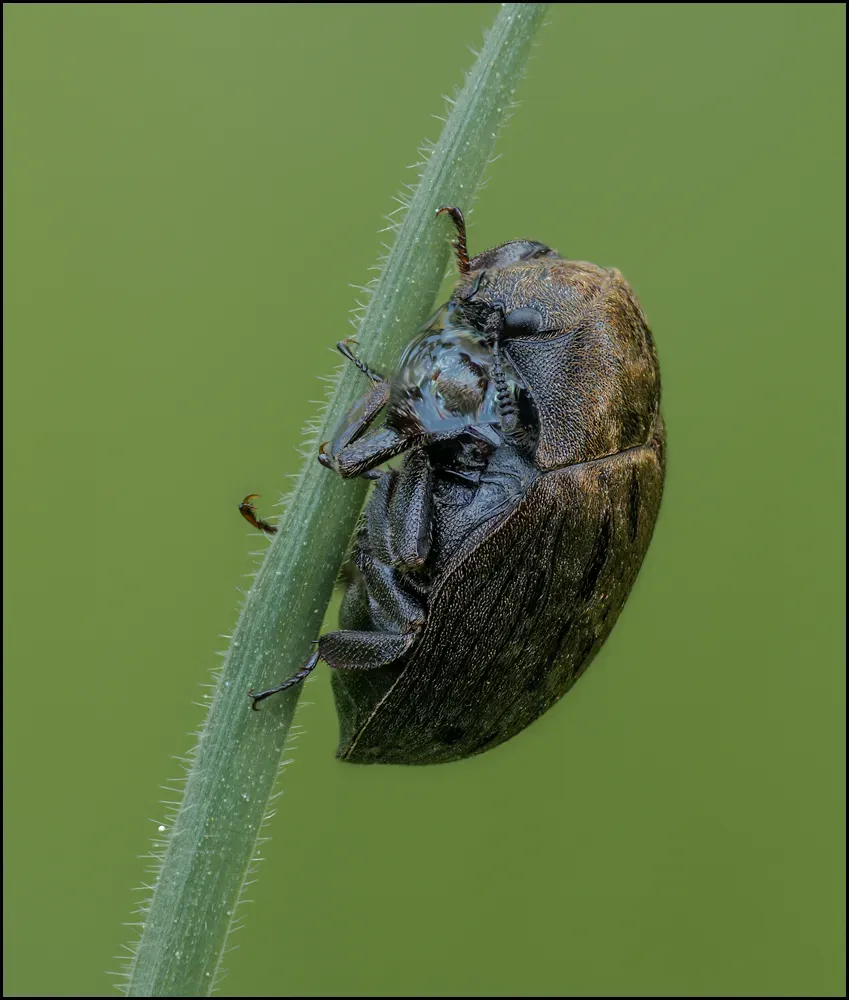 Other Insects Or Creatures 44