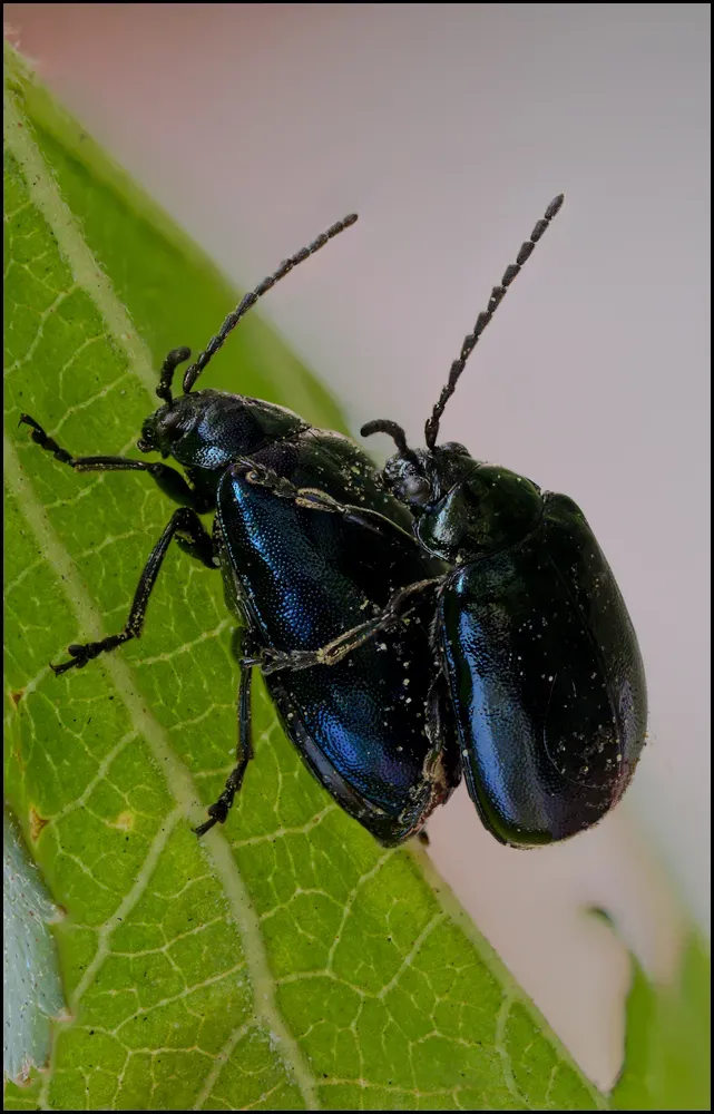 Other Insects Or Creatures 45