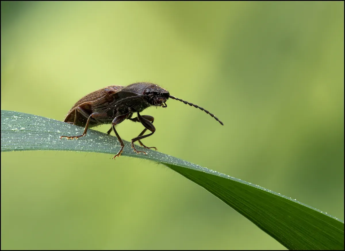 Other Insects Or Creatures 47