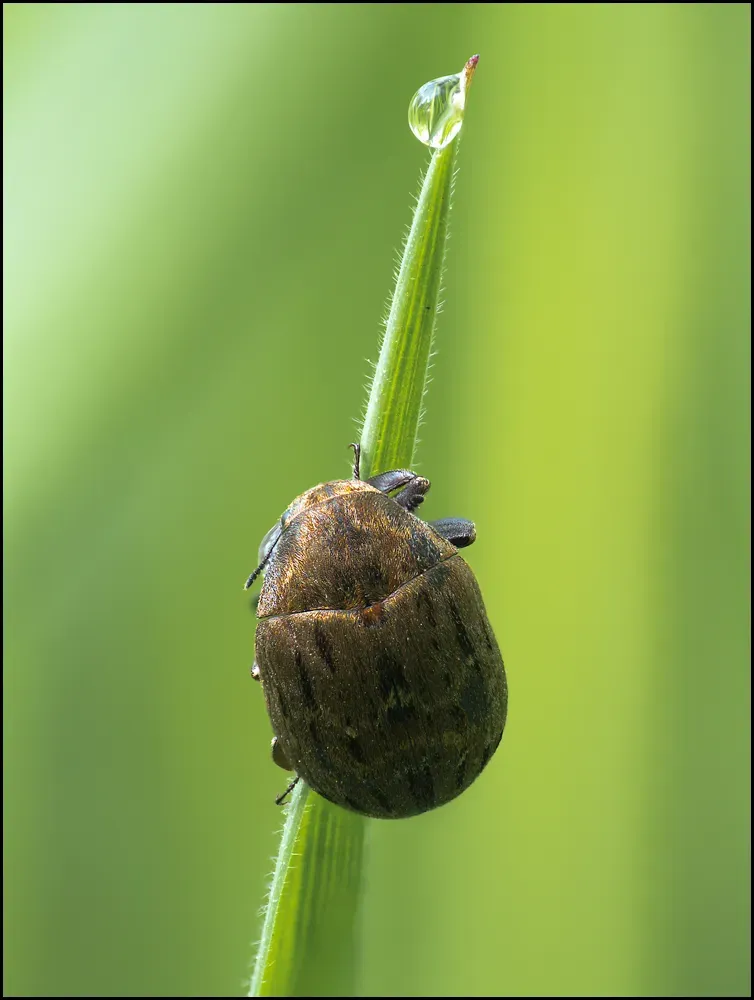 Other Insects Or Creatures 48