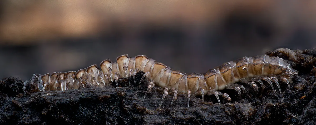 Other Insects Or Creatures 5
