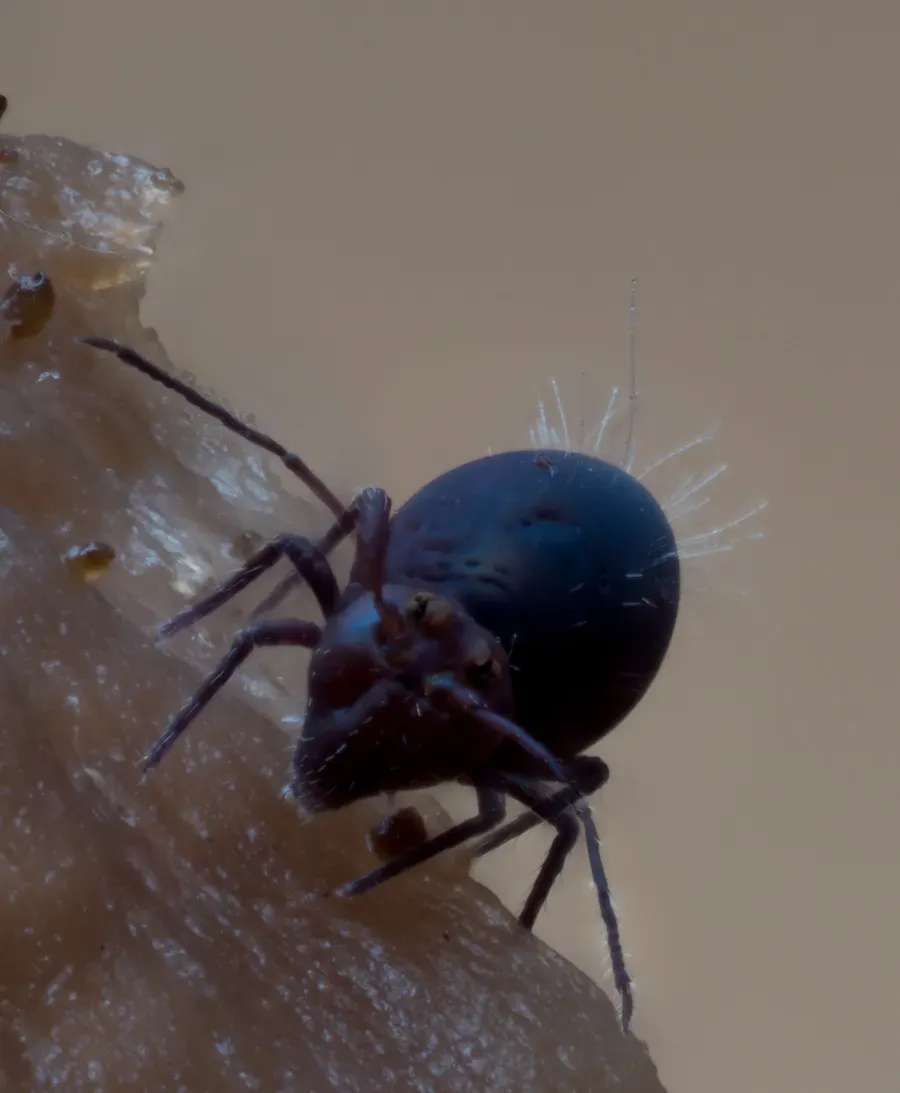 Other Insects Or Creatures 50