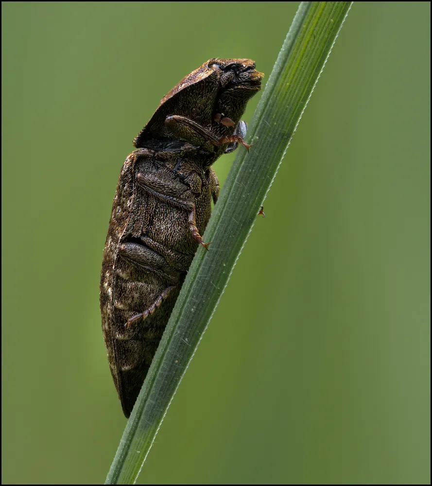 Other Insects Or Creatures 51