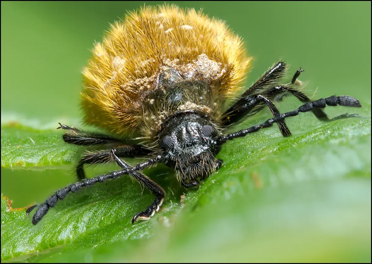 Other Insects Or Creatures 54